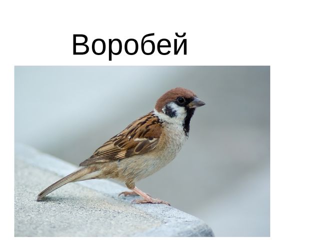 Призентация к открытому уроку