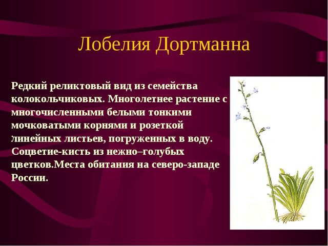 Презентация по окружающему миру на тему" Красная книга России"