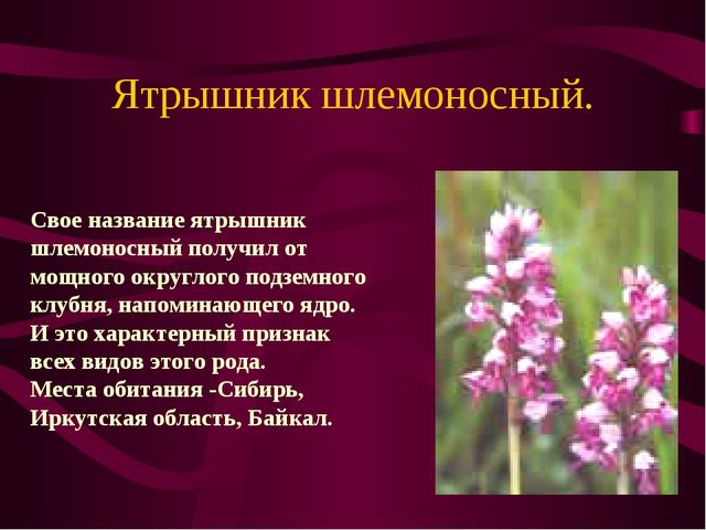Презентация по окружающему миру на тему" Красная книга России"