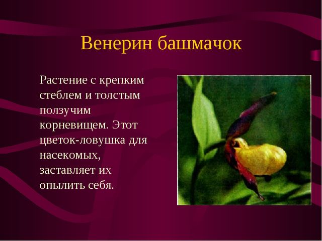 Презентация по окружающему миру на тему" Красная книга России"