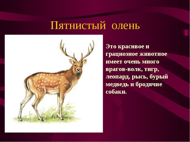 Презентация по окружающему миру на тему" Красная книга России"