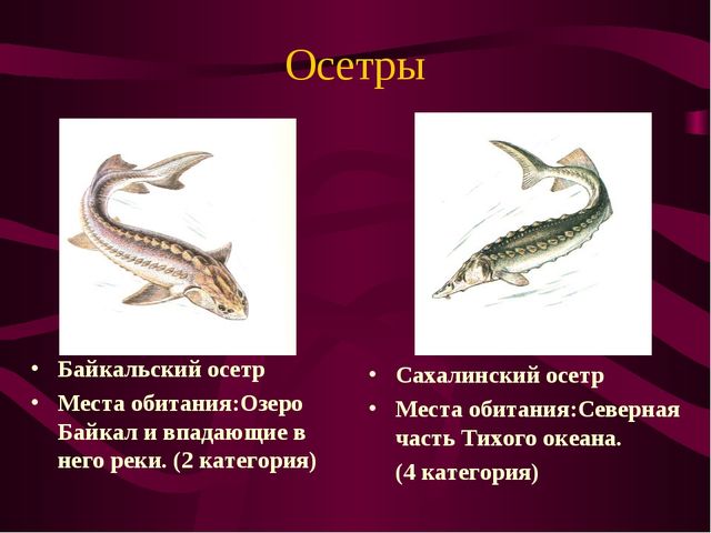 Презентация по окружающему миру на тему" Красная книга России"