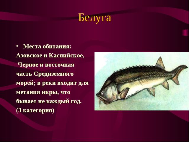 Презентация по окружающему миру на тему" Красная книга России"