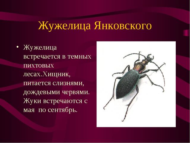 Презентация по окружающему миру на тему" Красная книга России"