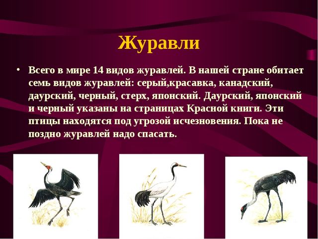 Презентация по окружающему миру на тему" Красная книга России"