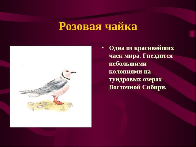 Презентация по окружающему миру на тему" Красная книга России"