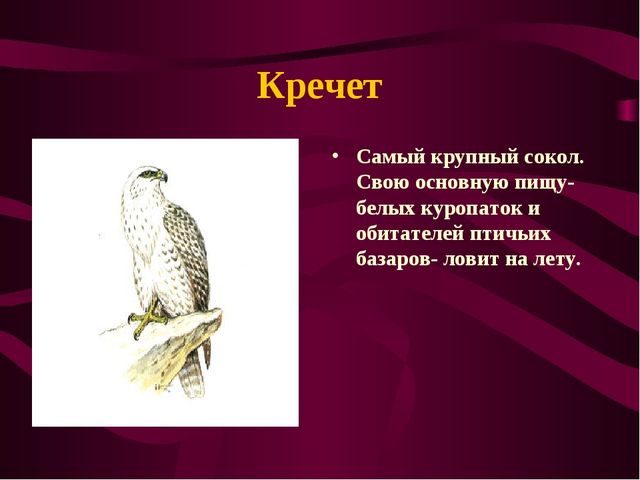 Презентация по окружающему миру на тему" Красная книга России"