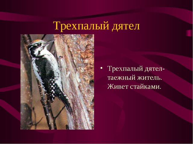 Презентация по окружающему миру на тему" Красная книга России"