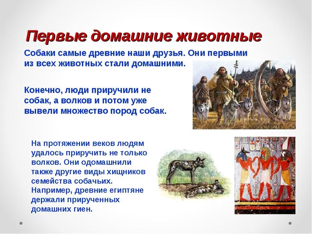 Презентация на тему "Домашние животные .Собака - верный друг"