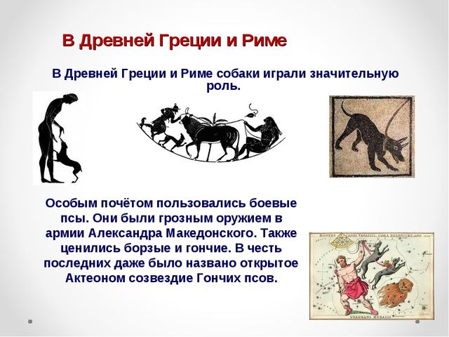 Презентация на тему "Домашние животные .Собака - верный друг"