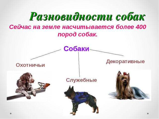 Презентация на тему "Домашние животные .Собака - верный друг"