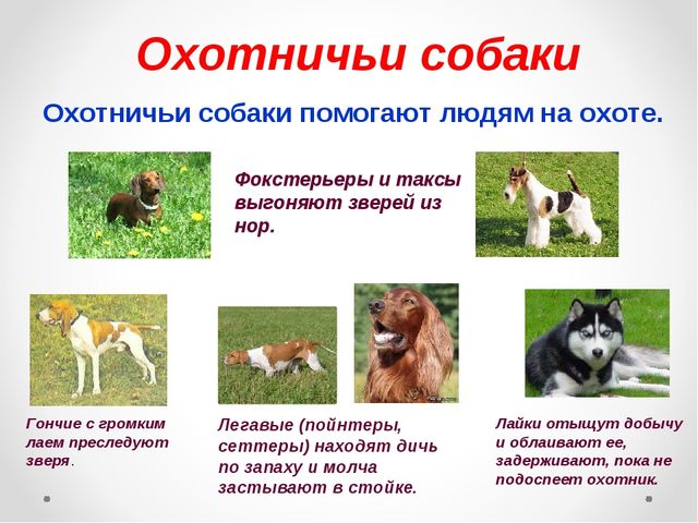 Презентация на тему "Домашние животные .Собака - верный друг"