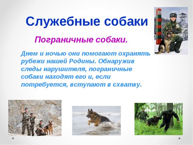 Презентация на тему "Домашние животные .Собака - верный друг"