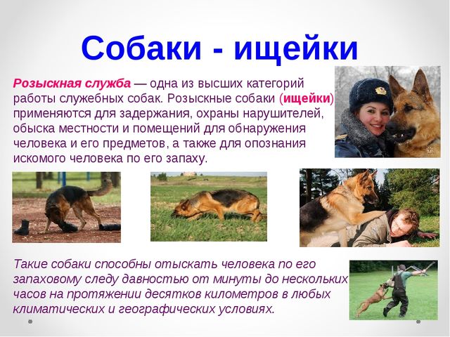 Презентация на тему "Домашние животные .Собака - верный друг"