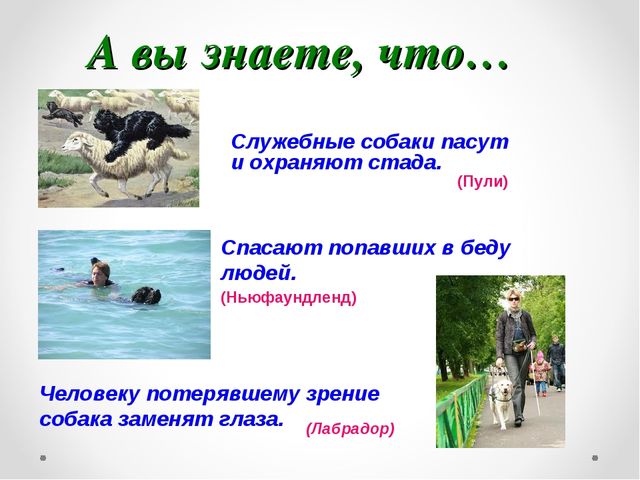 Презентация на тему "Домашние животные .Собака - верный друг"