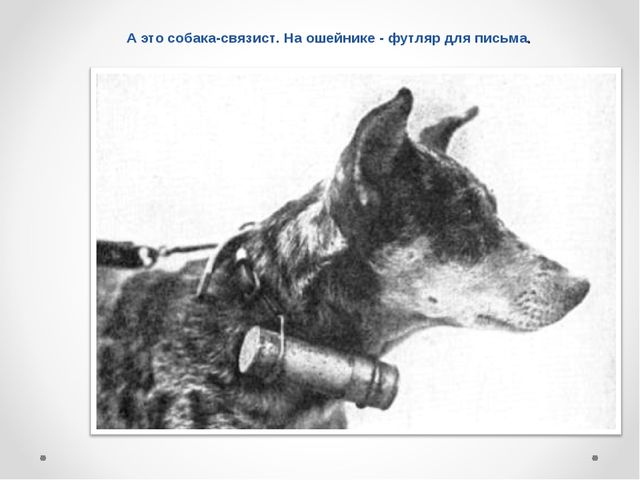 Презентация на тему "Домашние животные .Собака - верный друг"