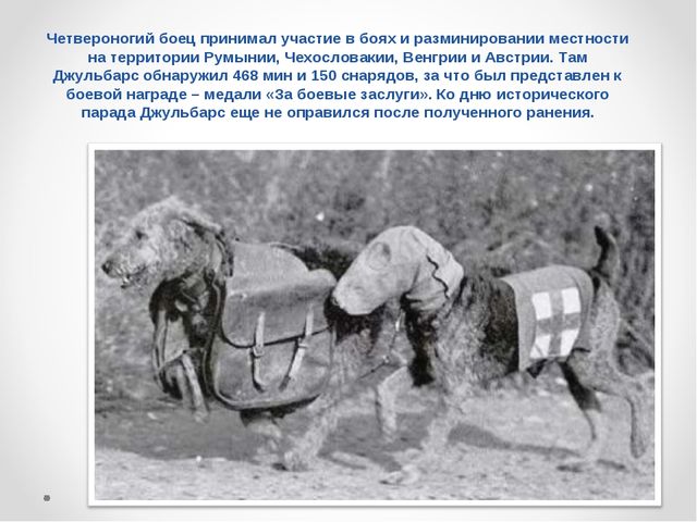Презентация на тему "Домашние животные .Собака - верный друг"