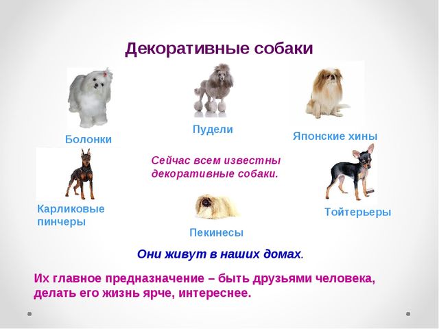 Презентация на тему "Домашние животные .Собака - верный друг"