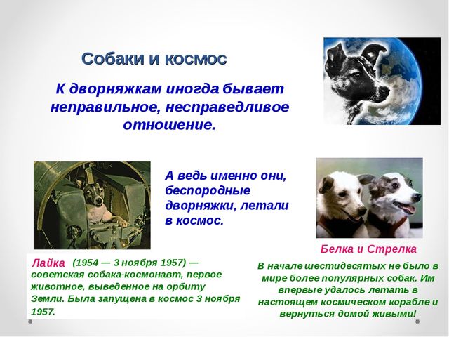 Презентация на тему "Домашние животные .Собака - верный друг"