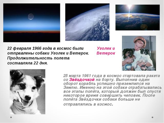 Презентация на тему "Домашние животные .Собака - верный друг"