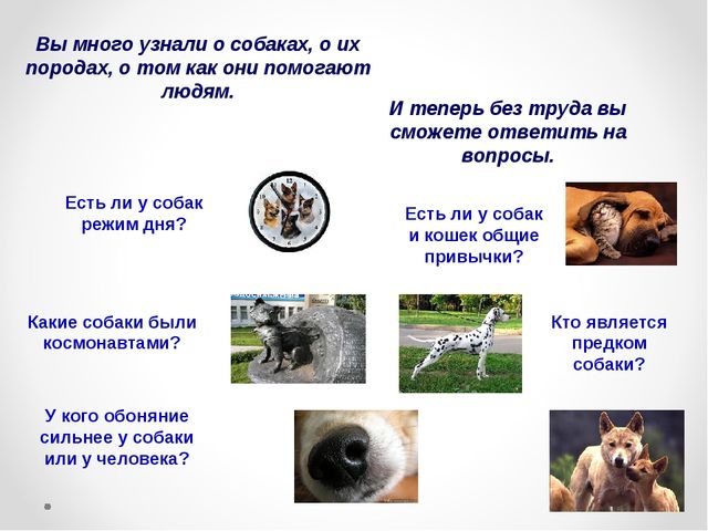 Презентация на тему "Домашние животные .Собака - верный друг"