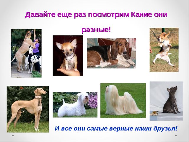 Презентация на тему "Домашние животные .Собака - верный друг"