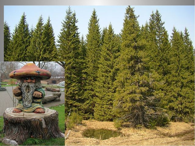Презентация по теме "Лес и человек"