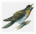 Picture 31