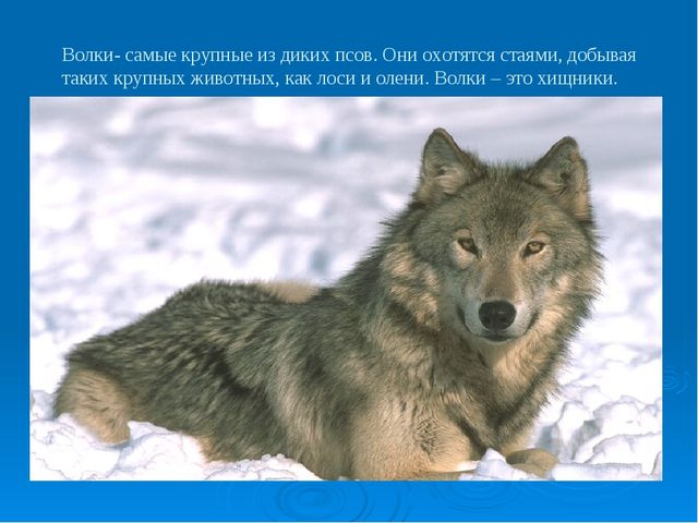 Мир дикой природы презентация для детей с ограниченными возможностями