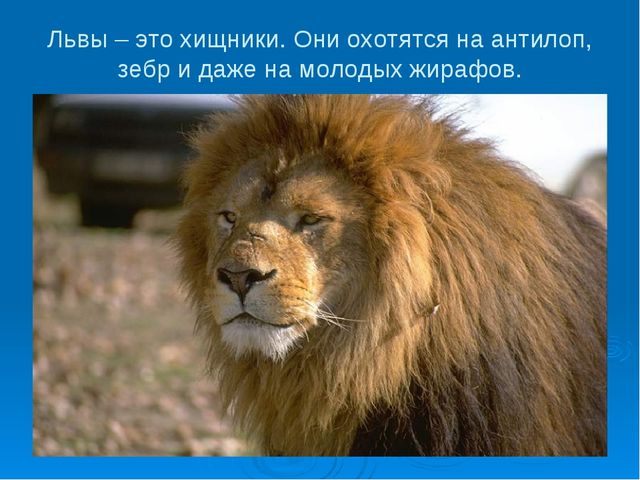 Мир дикой природы презентация для детей с ограниченными возможностями