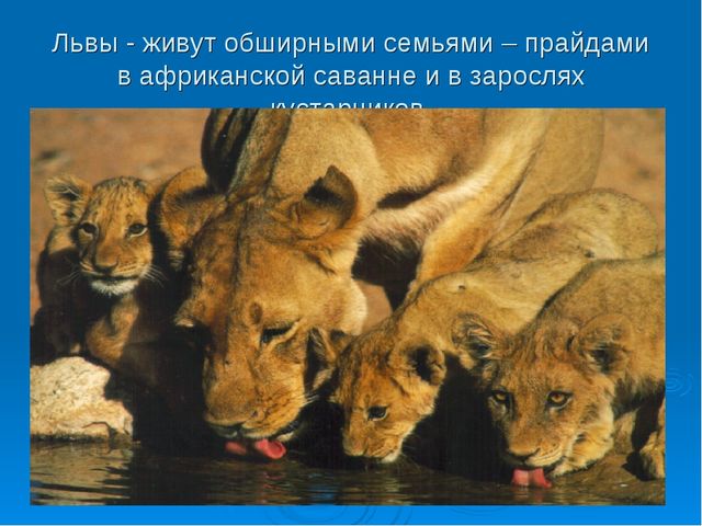 Мир дикой природы презентация для детей с ограниченными возможностями