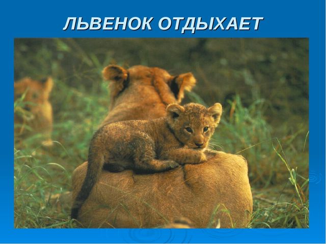 Мир дикой природы презентация для детей с ограниченными возможностями
