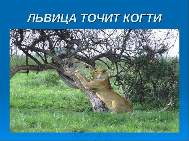 Мир дикой природы презентация для детей с ограниченными возможностями