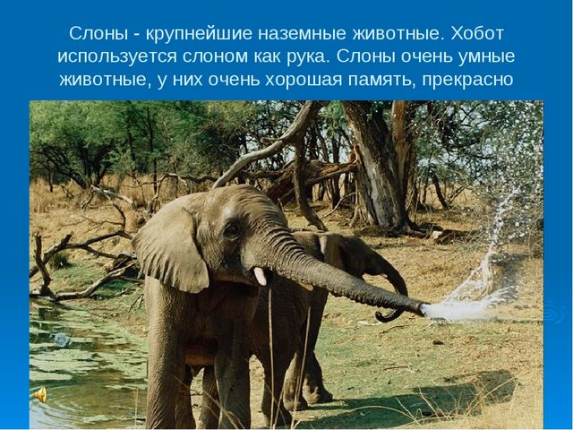 Мир дикой природы презентация для детей с ограниченными возможностями