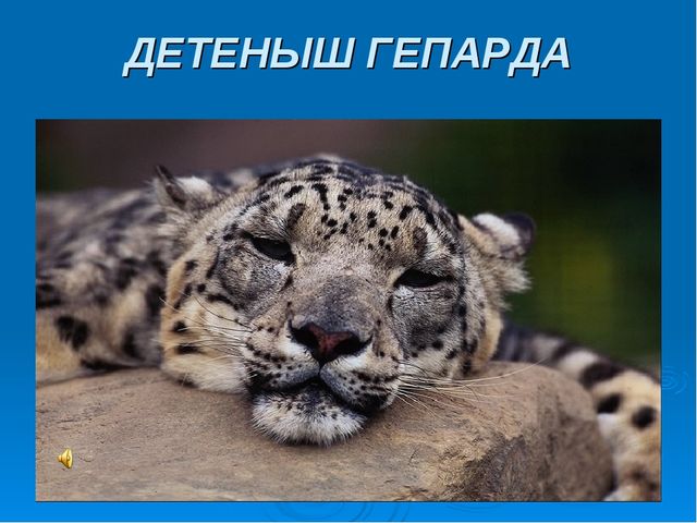 Мир дикой природы презентация для детей с ограниченными возможностями