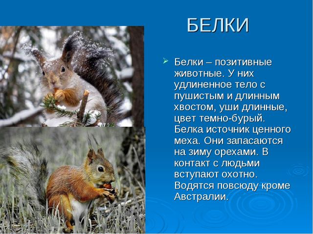 Мир дикой природы презентация для детей с ограниченными возможностями