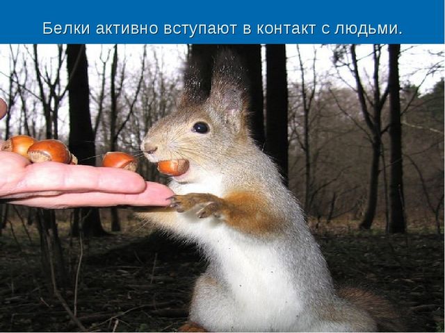 Мир дикой природы презентация для детей с ограниченными возможностями