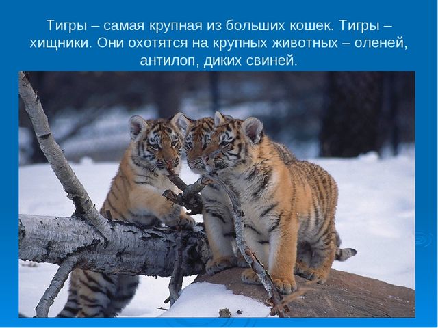 Мир дикой природы презентация для детей с ограниченными возможностями
