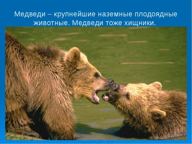 Мир дикой природы презентация для детей с ограниченными возможностями