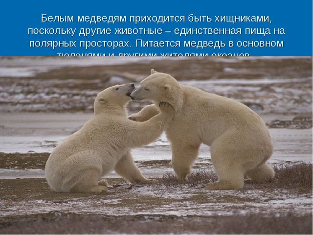 Мир дикой природы презентация для детей с ограниченными возможностями