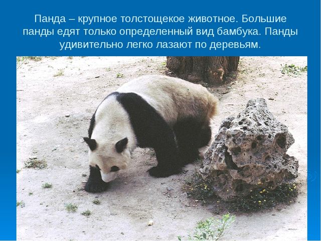 Мир дикой природы презентация для детей с ограниченными возможностями