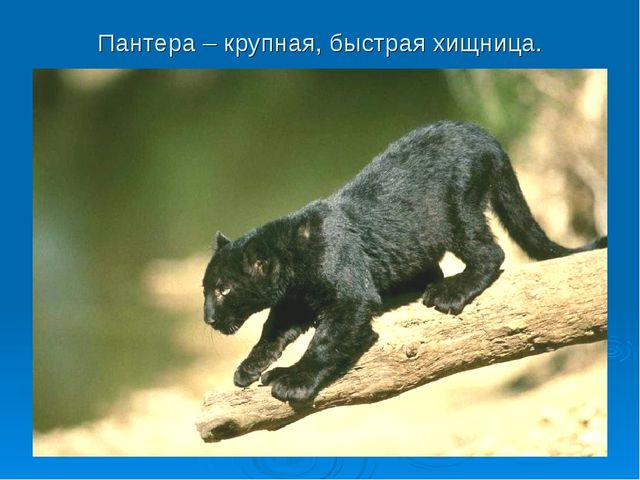 Мир дикой природы презентация для детей с ограниченными возможностями