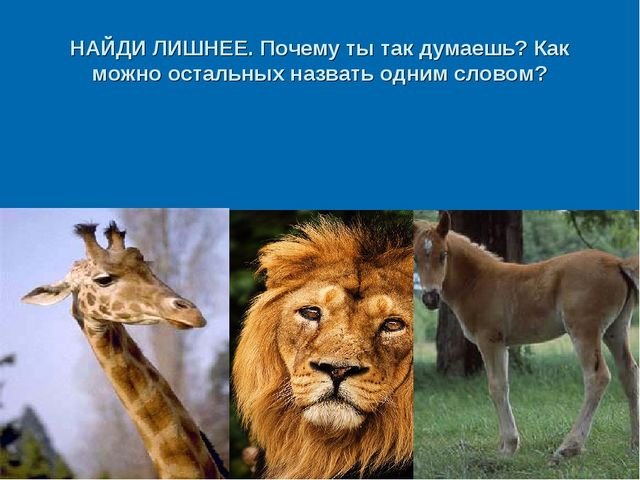 Мир дикой природы презентация для детей с ограниченными возможностями