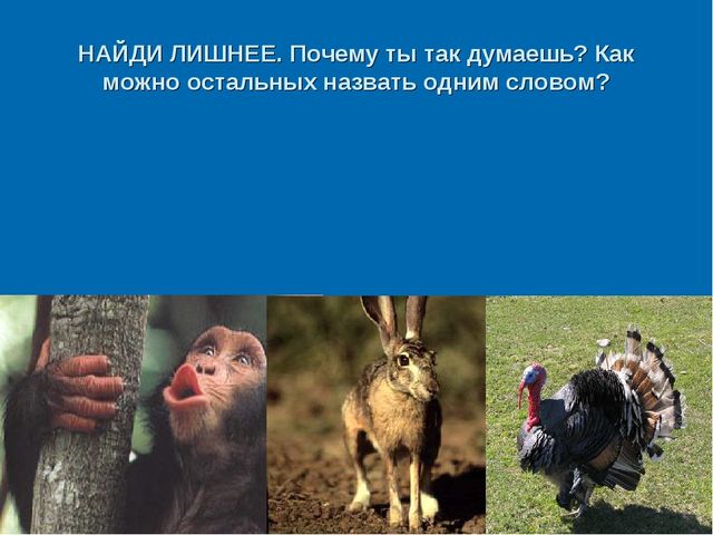 Мир дикой природы презентация для детей с ограниченными возможностями