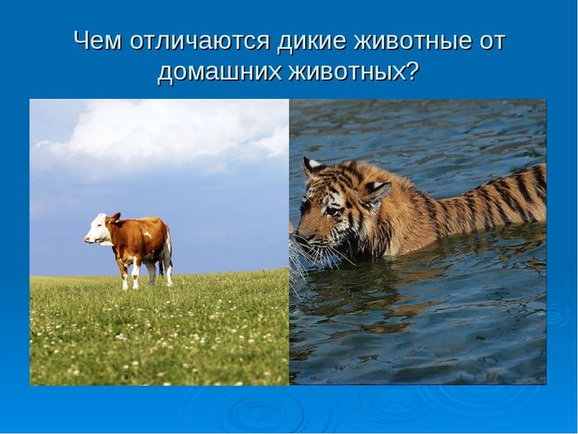 Мир дикой природы презентация для детей с ограниченными возможностями