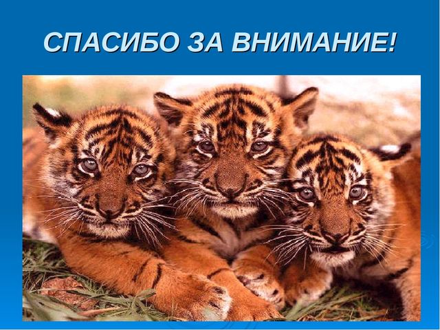 Мир дикой природы презентация для детей с ограниченными возможностями