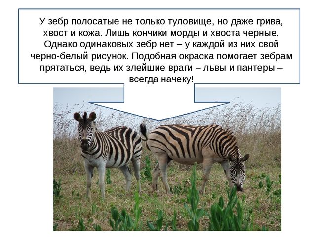 Презентация для дошкольников "Африка"