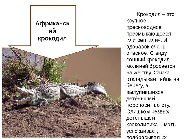 Презентация для дошкольников "Африка"