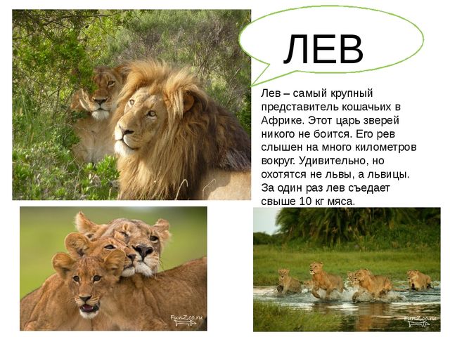 Презентация для дошкольников "Африка"
