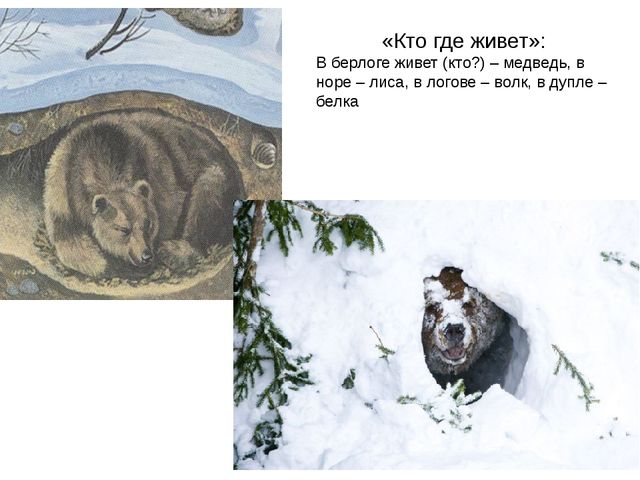 Презентация на лексическую тему "Дикие животные"